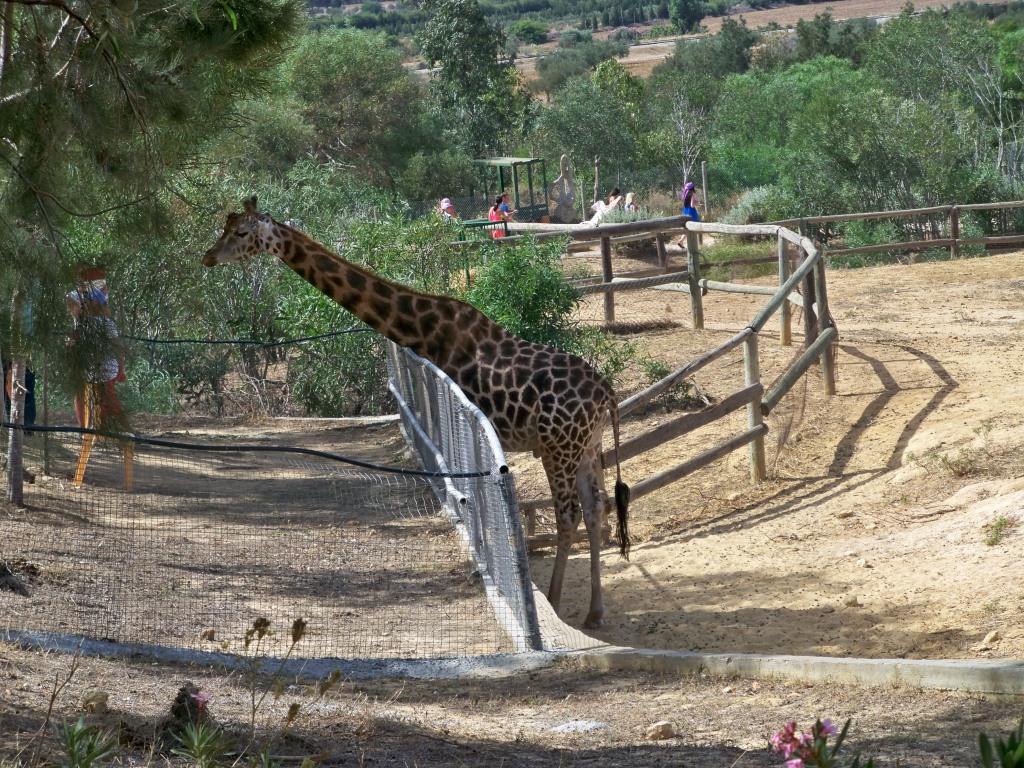 Жираф в сафари
